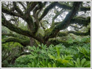 ©Meandering Passage - Earl Moore Photography - Massive limbs, majestic oaks, Brookgreen Gardens, SC