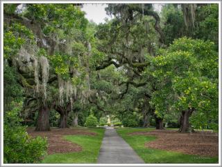 ©Meandering Passage - Earl Moore Photography - Path among the trees, Brookgreen Gardens, SC