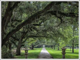 ©Meandering Passage - Earl Moore Photography - Branches overhead, Brookgreen Gardens, SC