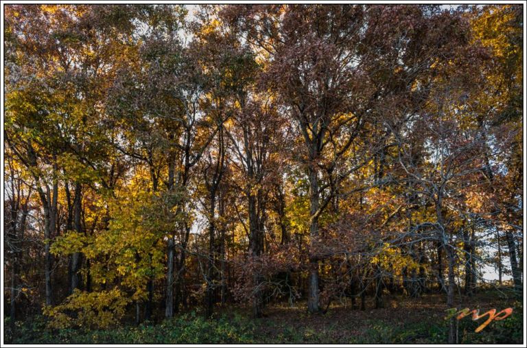 The last of the leaves this fall