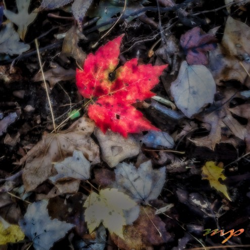 Fiery red leaf upon the forest floor. 