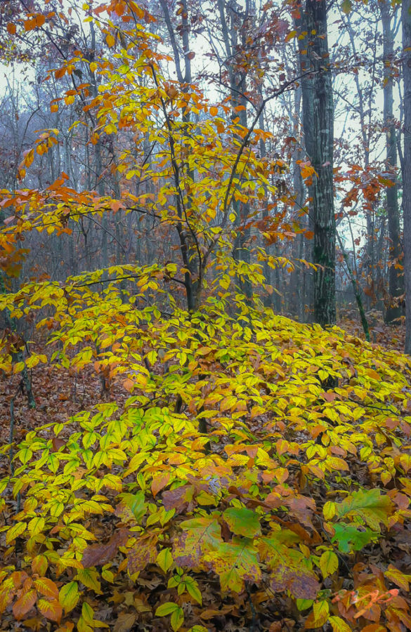 ©Meandering Passage - Earl Moore Photography