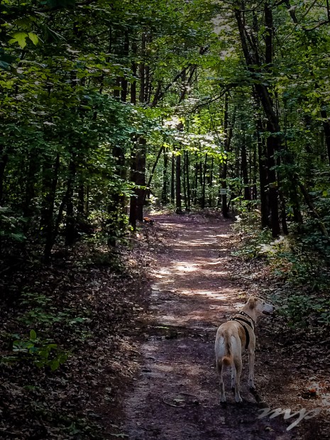 Maggie along forest path -- always watchful. 