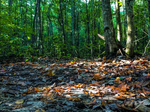 Even though the temperatures still feel like August, leaves are beginning to fall and cover the forest trails. 