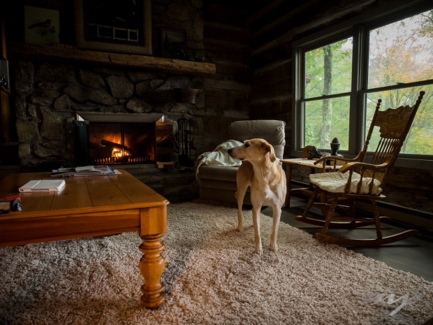 Maggie enjoying the mountain cabin and fireplace on a cold day,  Wolf Laurel, Mars Hill, North Carolina