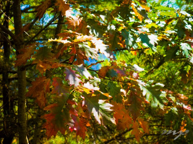 Autumn leaves, Wolf Laurel, Mars Hill, North Carolina