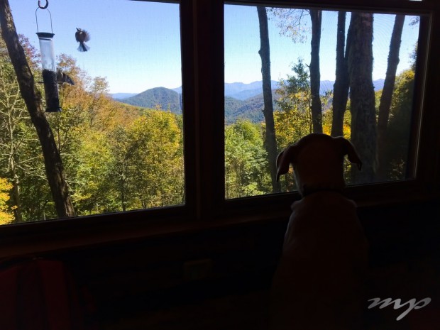 Maggie, watching for wildlife, mountain cabin, Wolf Laurel, Mars Hill, North Carolina
