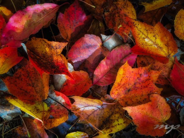 Leaves on the forest floor, October 2014, Bike Trail Salisbury Community Park, North Carolina