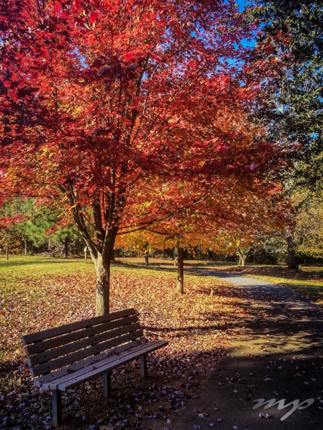 Fall in the park, Sloan Park, Rowan County, NC