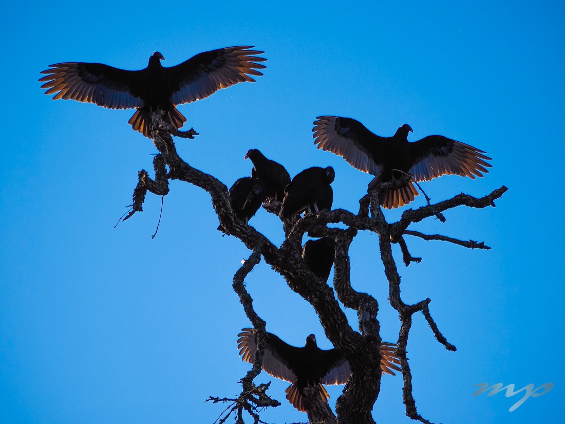 Vultures, Thousand Trails Colorado River, Columbus, TX