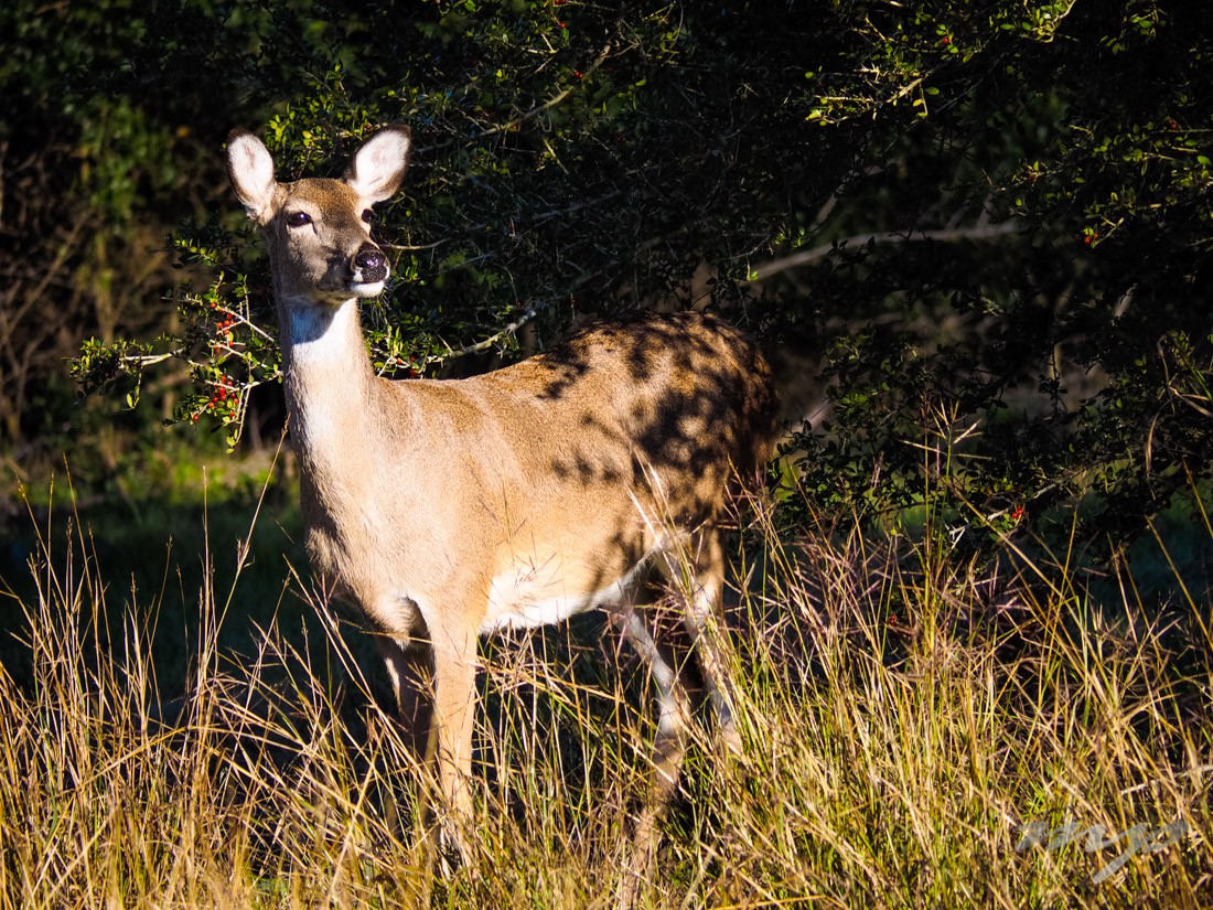 White-Tail Deer, Thousand Trails Colorado River, Columbus, Tx
