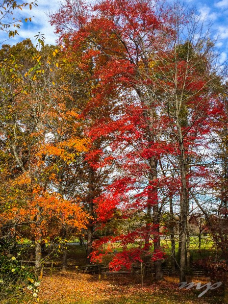 Last of fall color, Sloan Park, Mt. Ulla, NC