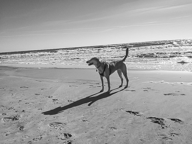 Maggie discovers the ocean and beach during a morning walk--she likes!