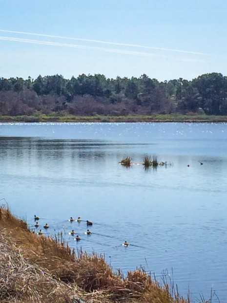A paddling of ducks -- Huntington Beach State Park, Murrells Inlet, SC