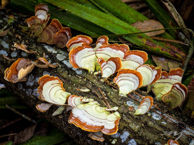 Turkey Tail Fungus along the trail, Big Shoals State Park, White Springs, Florida