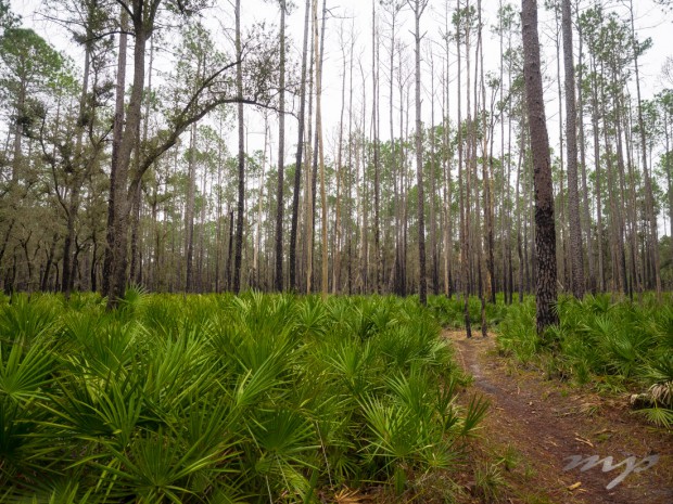 Green undergrowth amid a pine forest showing evidence of fire, Big Shoals State Park, White Springs, FL