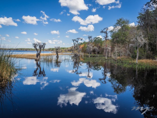 Cloud reflection in still water, Ocean Pond, Olustee, Florida
