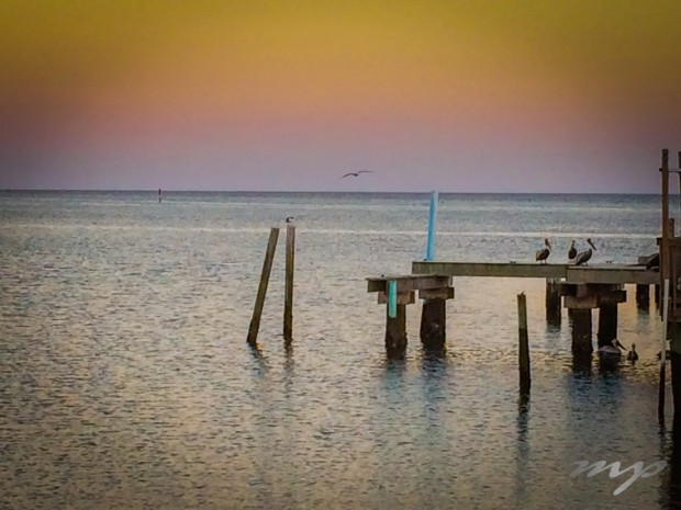 Sunset and feeding pelicans, Cedar Key, Florida (iPhone Photo)