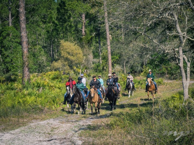 Horseback riders in he Florida Scrub, Cedar Key.