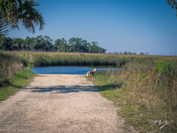 Maggie always has to be the first to arrive. McCormick Creek Boat Ramp, Lower Suwannee National Wildlife Refuge, Florida.