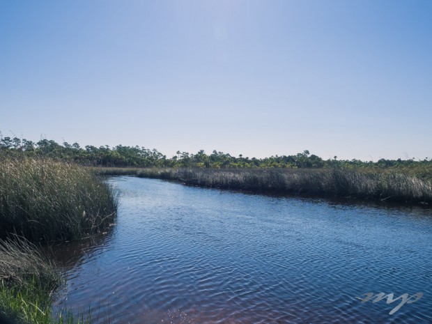 McCormick Creek, Lower Suwannee National Wildlife Refuge, Florida.