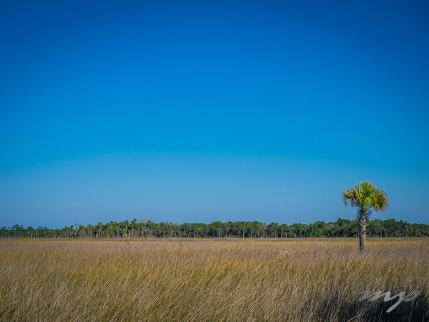 Marsh/wetlands, Lower Suwannee National Wildlife Refuge, Florida.