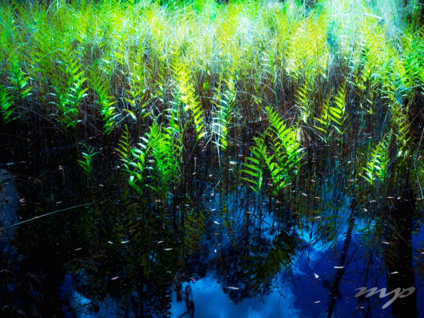 Wetlands Blue-Green, Lower Suwannee National Wildlife Refuge, Florida.