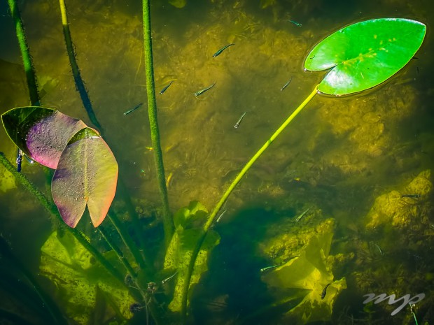 Pond life, Lower Suwannee National Wildlife Refuge, Florida.