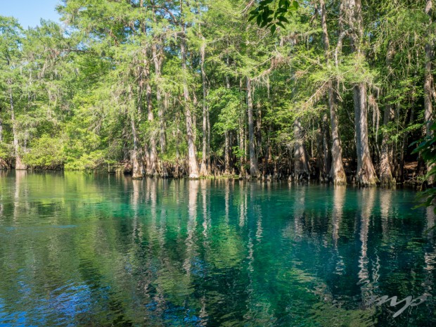 The springs at Manatee Springs State Park, Florida