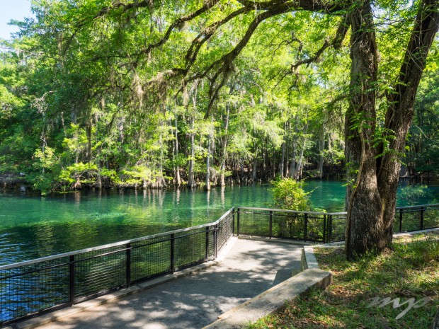 Swimming and observation area, Manatee Springs State Park, Florida