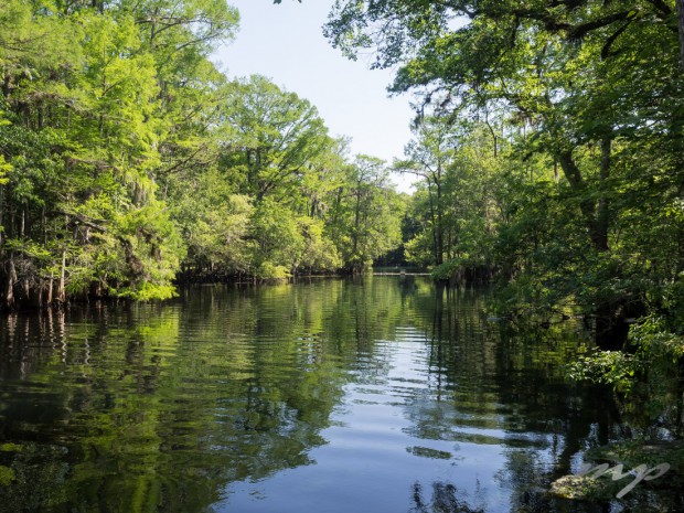Manatee Spring flows directly into the Suwannee River by way of this short run at Manatee Springs State Park, Florida
