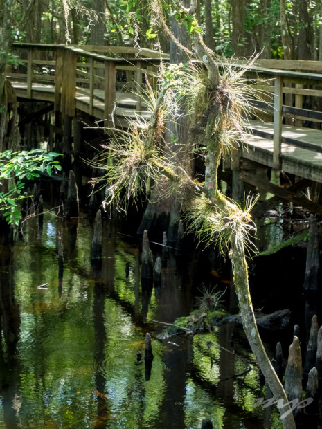 Wetlands/swamp along the springs run Manatee Springs State Park, Florida