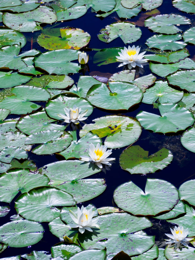 A visit to St Marks National Wildlife Refuge