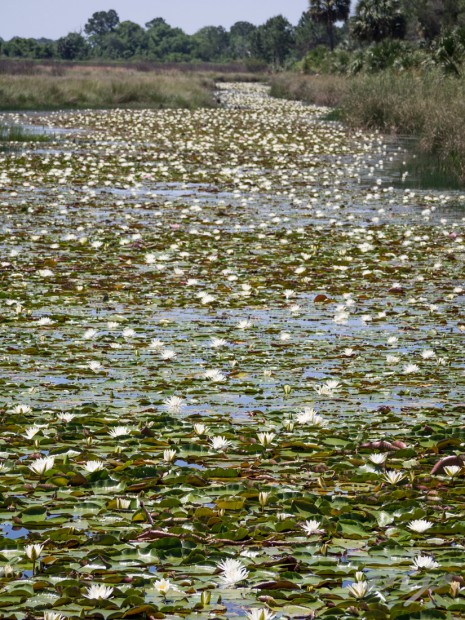Waterlilies as far as the eye can see, St Marks Wildlife Refuge, Florida