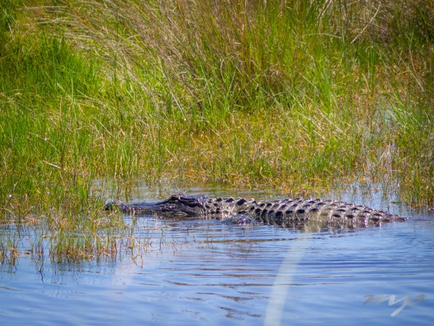 Sounding a roar, alligator on the prowl, St Marks Wildlife Refuge, Florida