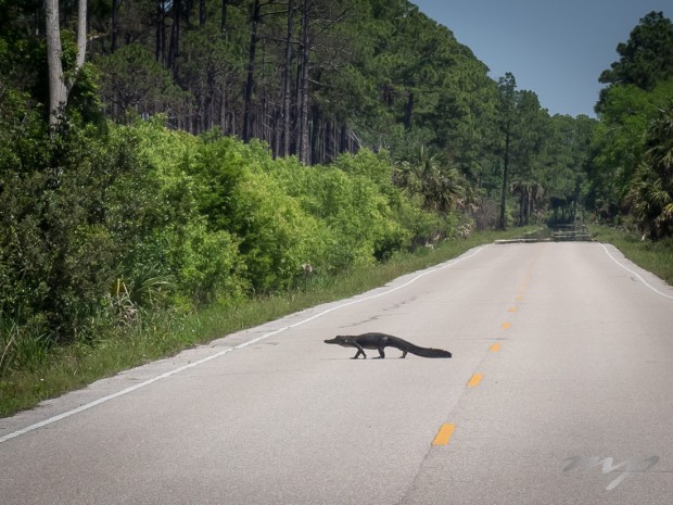 Why did the alligator cross the road? I don't know I didn't get close enough to ask. -- St Marks Wildlife Refuge, Florida.