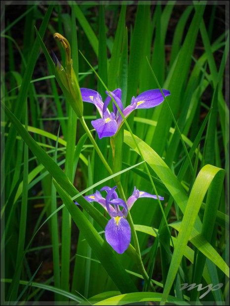 Photo of Wild Iris from along the roadside in Florida. 