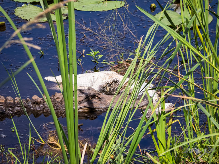 Alligator Kill