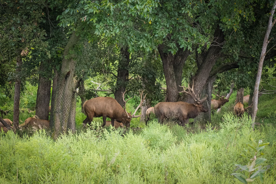 Nebraska’s Lee G Simmons Conservation Park and Wildlife Safari