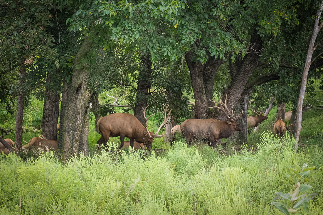 More than 69 American Elk roam across the "Elk Prairie" at the park. 
