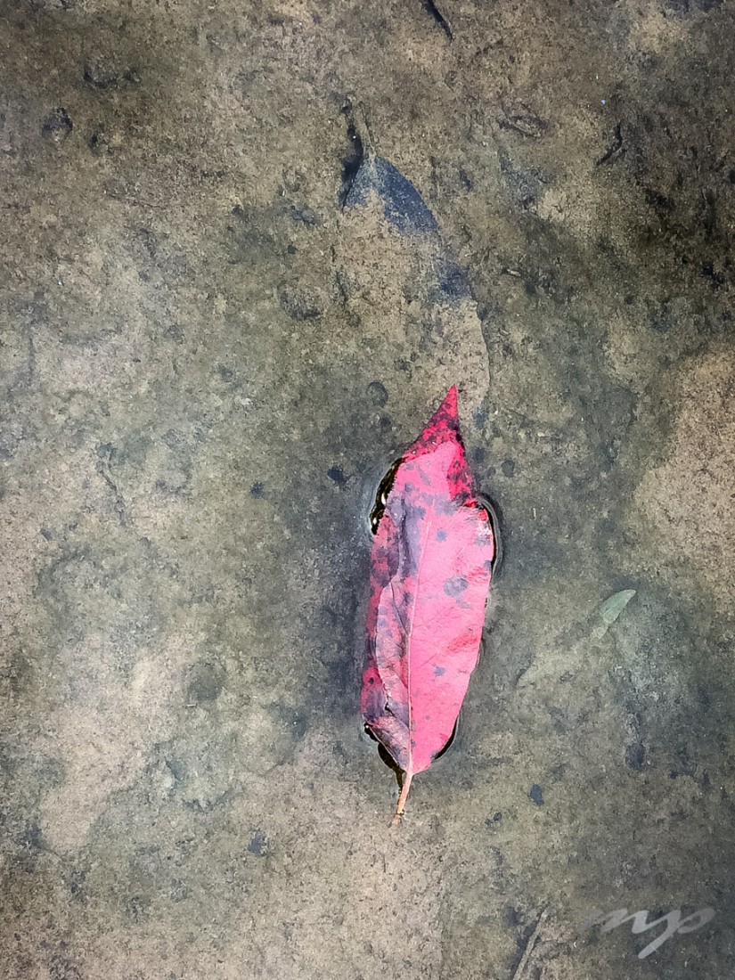 Red leaf in pond, Oak Mountain State Park, Pelham, AL -- Oct 2015