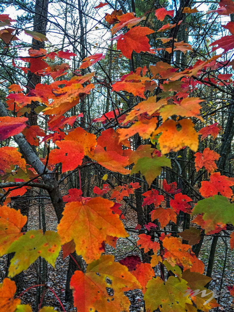 The end of fall colors and more change coming