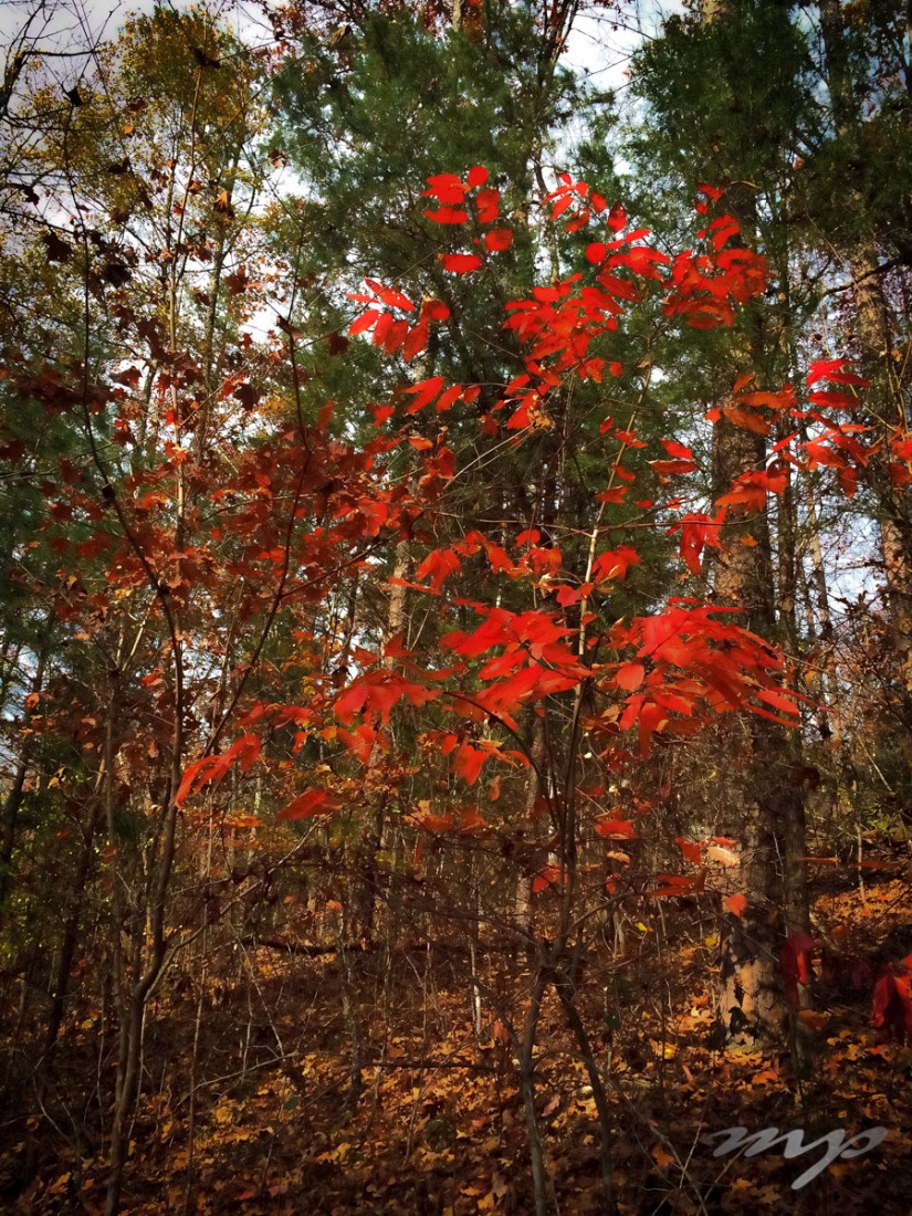 Late November color, McDowell Nature Preserve, Charlotte, North Carolina