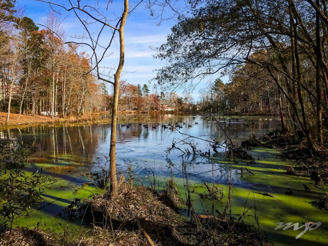 Hidden Pond, Fort Mill, South Carolina