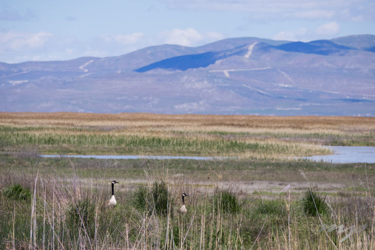 Bear River Migratory Bird Refuge, Utah