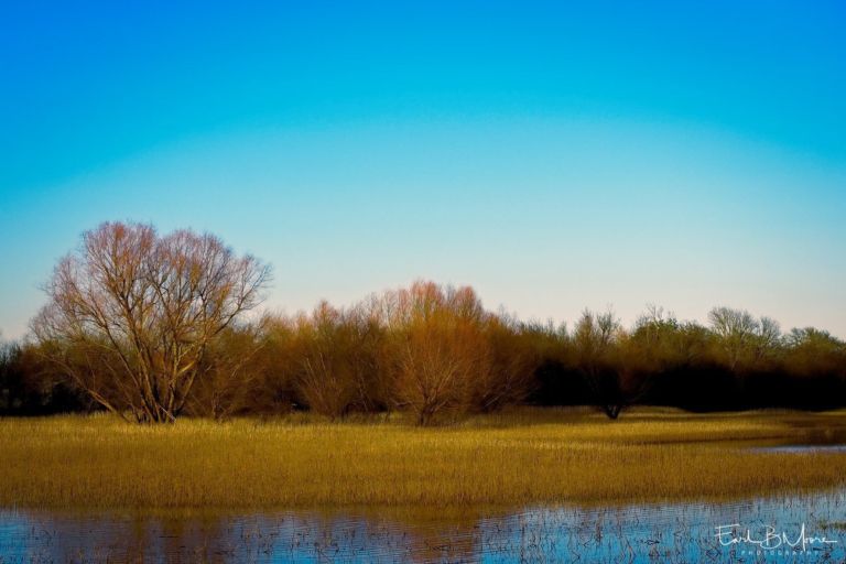 Early morning late winter wetlands, Dale, Texas