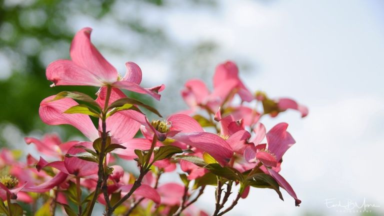 Spring, Pink Dogwood Flows