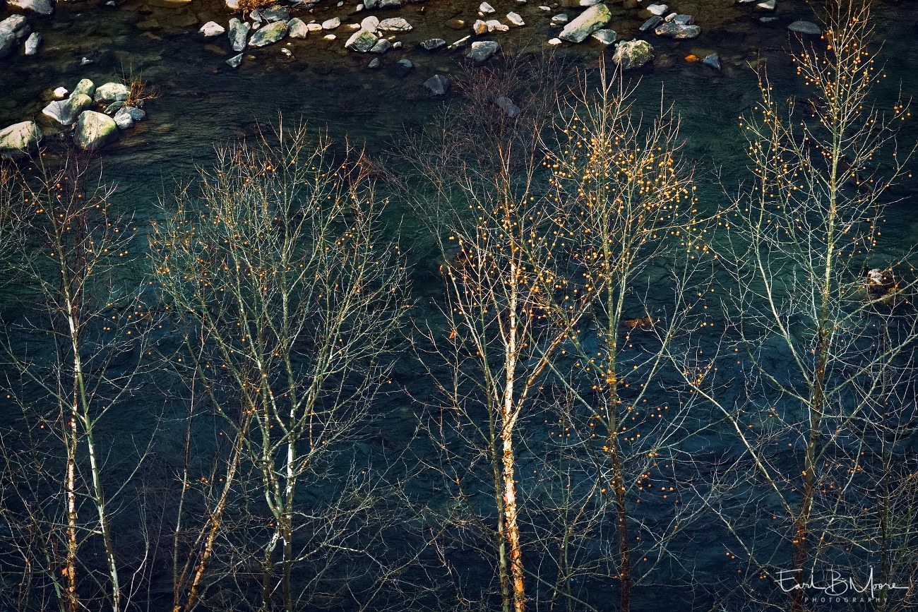Winter, Sycamore Trees by Maury River, Goshen Pass, VA