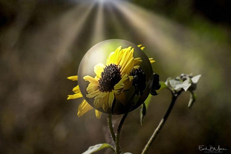 photo, Flower Crystal Ball Photo Project