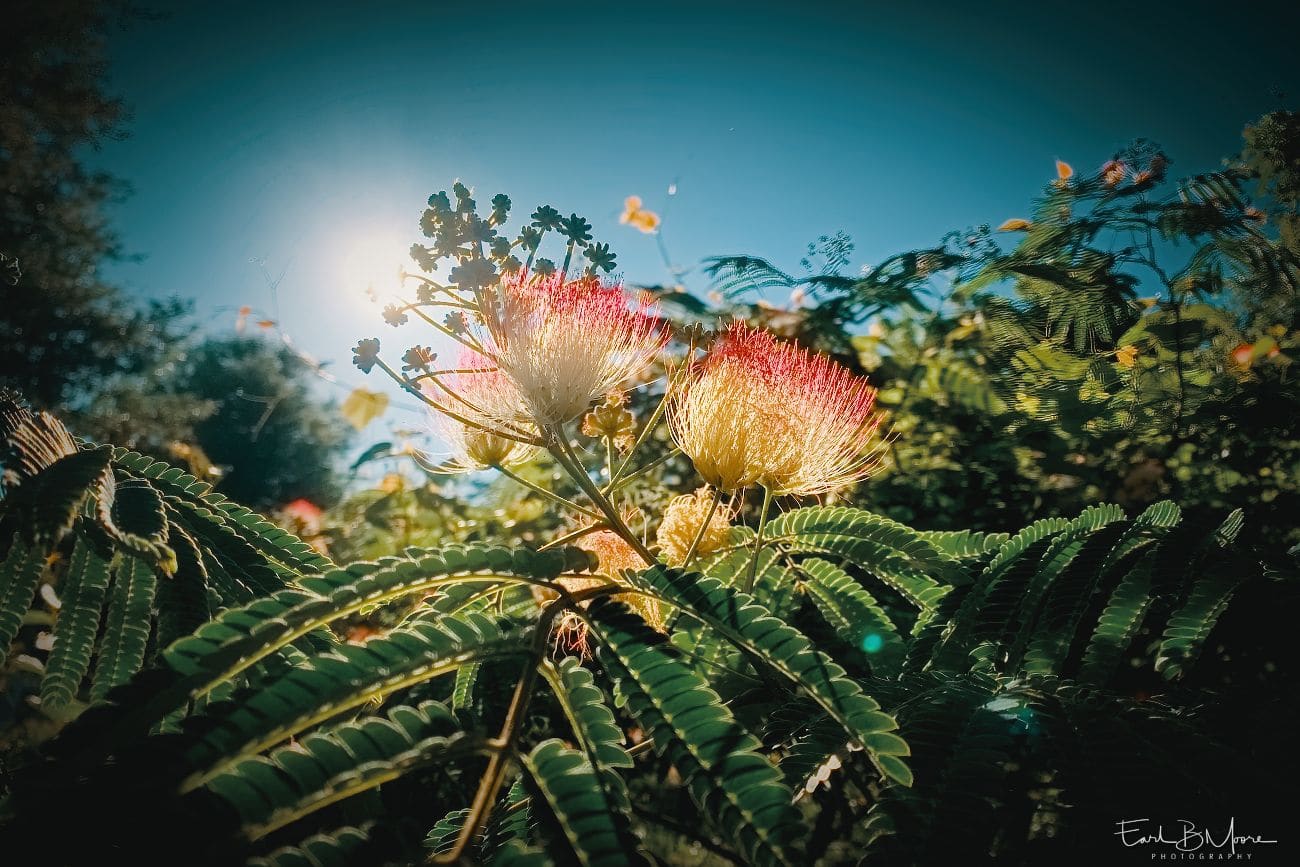 photo, Blooms from the tree known as the Chinese silk tree, silk tree or mimosa in the United States.